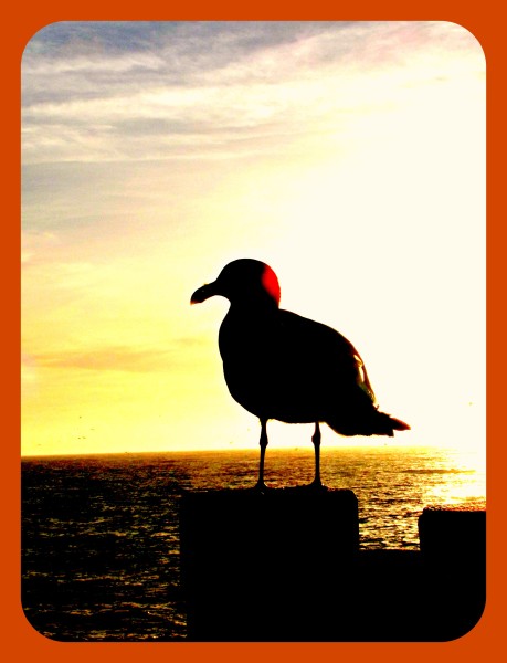 bird