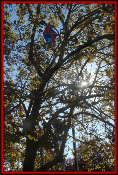 Kite in Tree