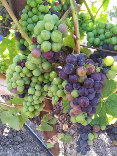Grape-Harvest