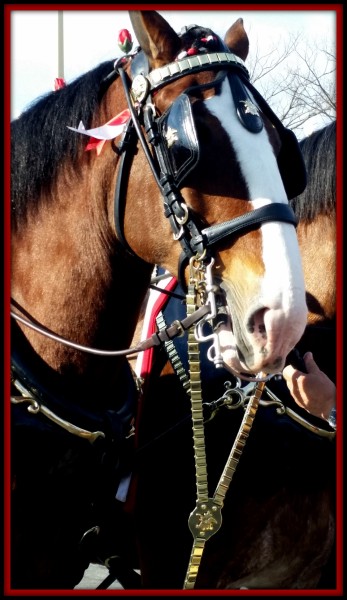 budweiser-clydesdales
