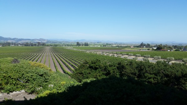 View-from-Gloria-Ferrer-Winery
