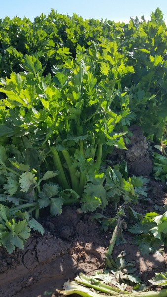 How-Celery-is-Grown